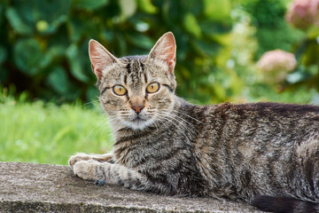 getigerte Katze grau schwarz gestreift mit Blick zum betrachter