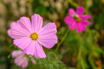 Obraz premium Flowers in the home garden
