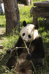 Oso panda comiendo bambú.