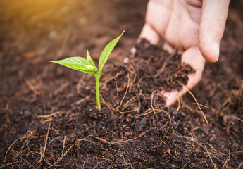 Close up farmer hand sawing seed on black soil with sunlight background in morning time
