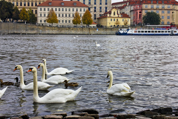 Swans on the water