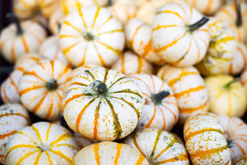 Heap of mini striped pumpkins. Selective focus