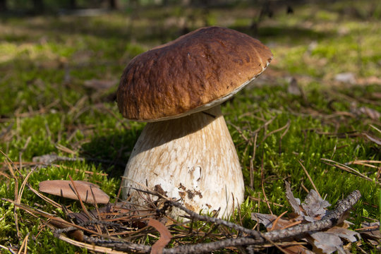 Cep mushroom .Mushrooms in the moss in the forest.