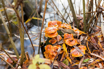 Colony of orange mushrooms