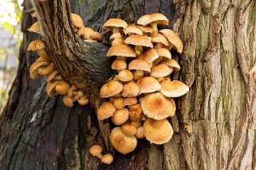 Mushrooms on tree