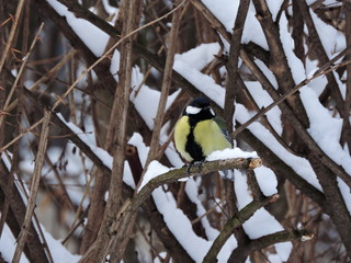 Great Tit In Winter