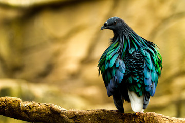 Pigeon