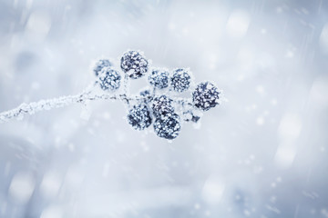 Black berry covered with hoarfrost or rime in snowfall. Winter morning nature.