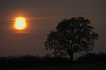 Fototapeta na wymiar Sunrise over tree and hedgerow