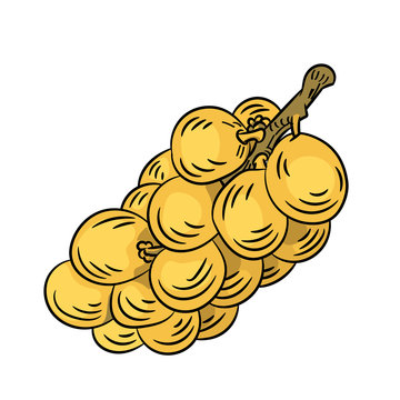 Illustration of Langsat -Vector Illustration