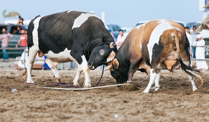 Bull fighting in Fujairah