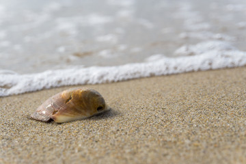 Muschel liegt im Strandsand