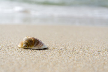 Fototapeta na wymiar Muschel liegt am Strand