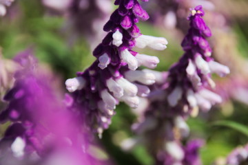 Makro lila Blüten