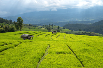 Obraz premium Beautiful green rice fields and bamboo hut on terraces in Thailand at Ban Pa Pong Pieng in Mae chaem, Chaing Mai.