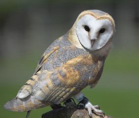 Falconer's barn owl (Tyto alba)