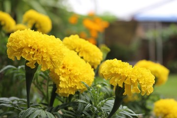 selective focus and  blurry close up  of Marigolds flowers.Yellow Flowe