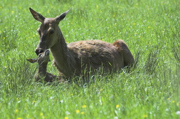 Red deer hind (Cervus elaphus) tending new born calf
