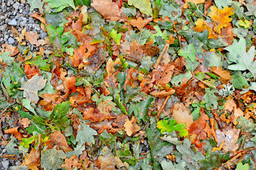 Fototapeta na wymiar Autumn forest fruit background. Acorns on tree bark and autumn colorful leaves with copyspace. background and texture of trees, bark and boards