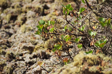 Flora in Vulkanlandschaft