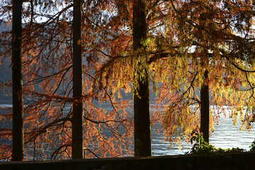 Lombardy, Lake Como, Tremezzo; autumn in the park.