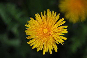 L&ouml;wenzahn (Taraxacum sect. Ruderalia) - gelbe Bl&uuml;te 