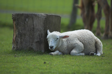 Obraz premium Lamb resting in hot weather