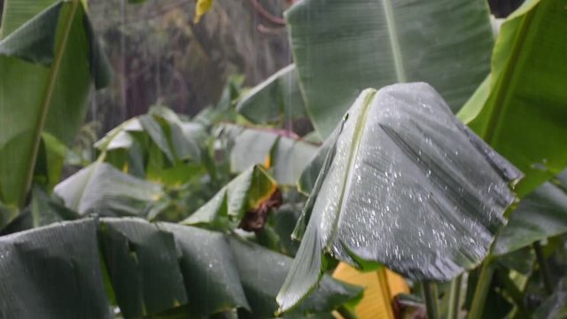 Rain storm and raining drop on banana leaf location at Phatthalung, Thailand