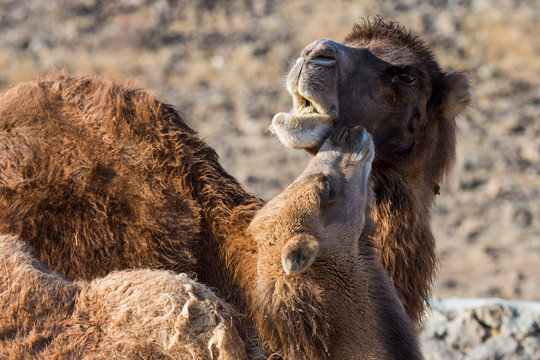 couple of lovely camel family in Xinjiang, China