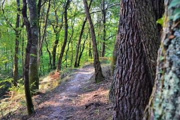 Obraz premium forêt nature landaise