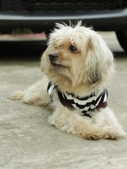 Blurry and selective focus , the portrait of happy dog