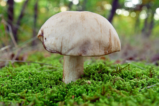 leccinum holopus mushroom