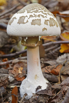 macrolepiota excoriata mushroom