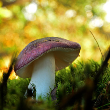 russula atropurpurea mushroom