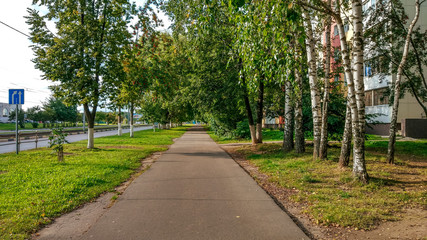 Autumn street, spring green trees road asphalt in the city, birch trees in the afternoon.