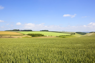 summer wheat crop