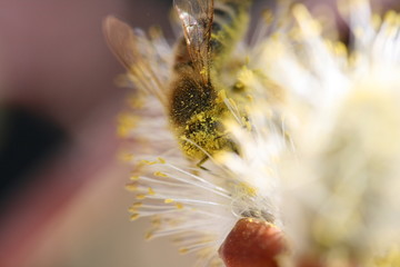 Biene bei der Arbeit © Kornblume