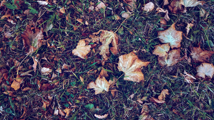 Yellow leaves on the grass in autumn, spring grass on the field, view from the top, fallen leaves scattered, autumn background on the wild.