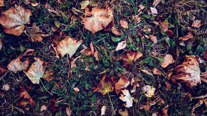 Yellow leaves on the grass in autumn, spring grass on the field, view from the top, fallen leaves scattered, autumn background on the wild.