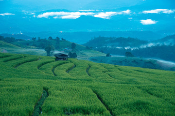 Obraz premium Beautiful rice fields and mist on terraces on blue hour before night time in Thailand at Ban Pa Pong Pieng in Mae chaem, Chaing Mai. 