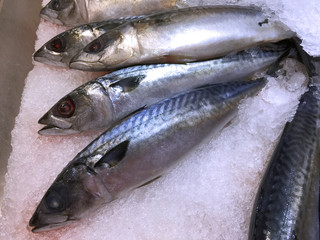Frozen Saba Mackerel in a Pile of Ice