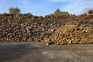 wood yard with log pile