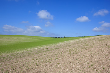 Fototapeta na wymiar summer pea crop
