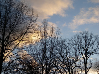 naked tree branches over sunset blue sky with clouds