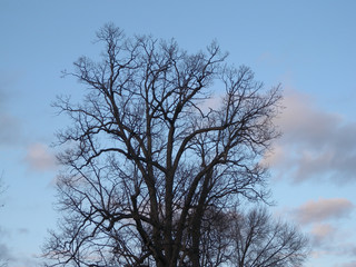 silhouette of naked tree in winter over evening blue sky