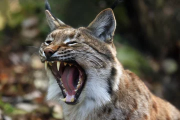 Tuinposter De Euraziatische lynx (Lynx lynx) of karpatische lynx, detail van het hoofd met open mond tijdens het geeuwen © Karlos Lomsky
