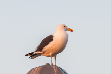 Kelp gull in the setting sun at Walvis Bay