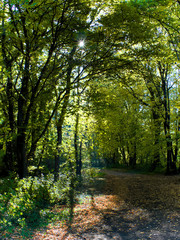 Fototapeta premium Waldweg