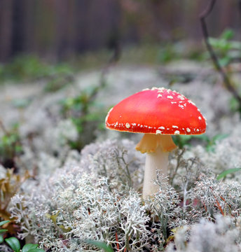 Red fly-agaric on a beautiful white moss.