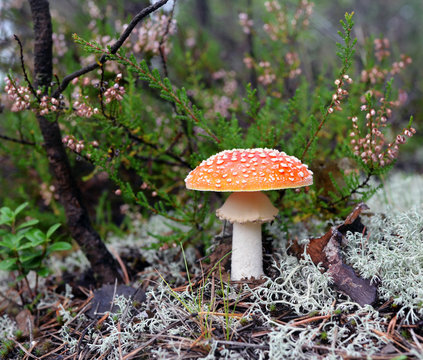 Red fly-agaric near a beautiful white moss and a heather.